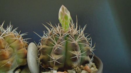 Gymnocalycium damsii v. tucavocense