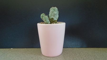 Ortegocactus macdougallii