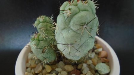 Ortegocactus macdougallii