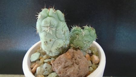 Ortegocactus macdougallii