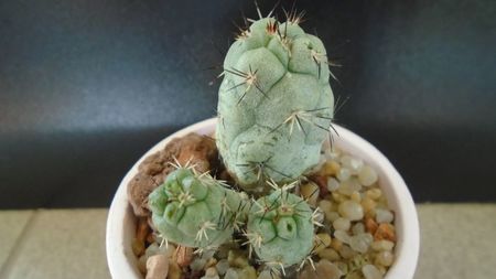 Ortegocactus macdougallii