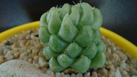 Mammillaria longimamma monstrose