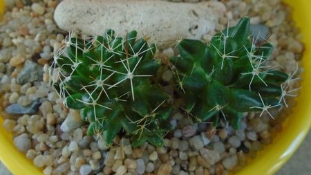 Mammillaria longimamma