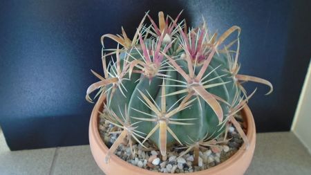 Ferocactus latispinus