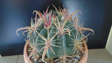 Ferocactus latispinus