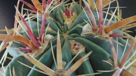 Ferocactus latispinus, boboci