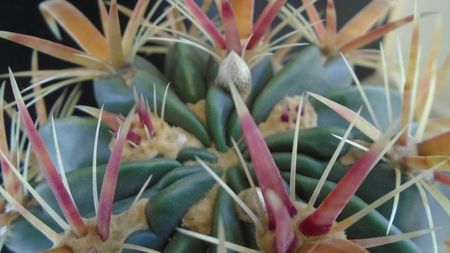 Ferocactus latispinus, boboci