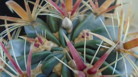 Ferocactus latispinus, boboci