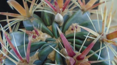 Ferocactus latispinus, boboci