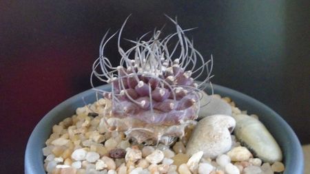 Turbinicarpus hb. gracilis x jauernigii