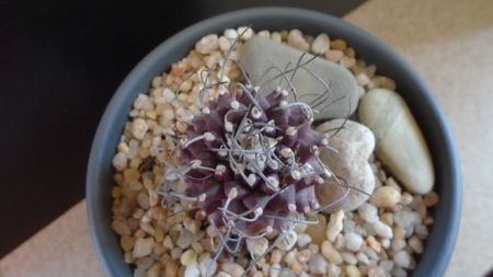 Turbinicarpus hb. gracilis x jauernigii