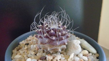 Turbinicarpus hb. gracilis x jauernigii