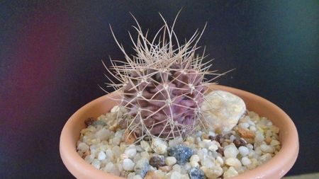 Gymnocalycium neuhuberi