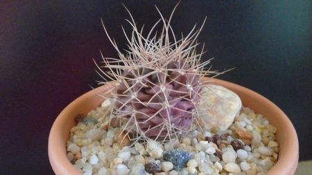 Gymnocalycium neuhuberi