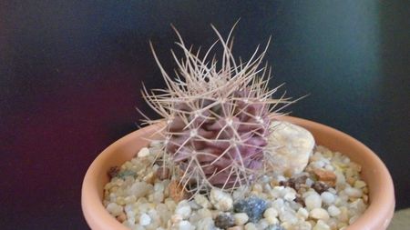 Gymnocalycium neuhuberi