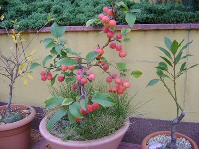 Mar decorativ