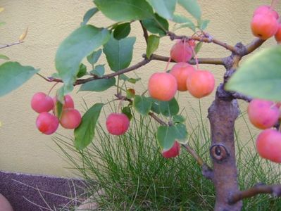 Mar decorativ