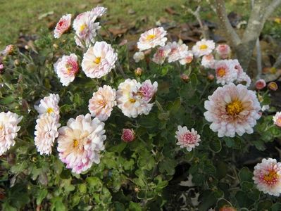 chrysanthemum Julia