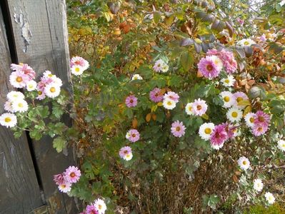 chrysanthemum Poesie
