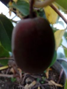 Kiwi cu fruct rosu