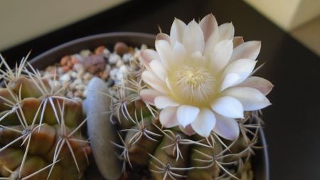 Gymnocalycium damsii v. tucavocense