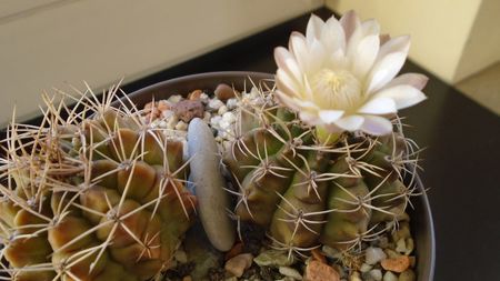 Gymnocalycium damsii v. tucavocense