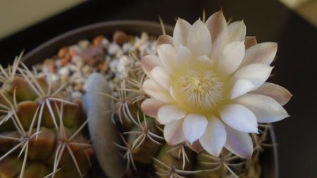 Gymnocalycium damsii v. tucavocense