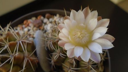 Gymnocalycium damsii v. tucavocense