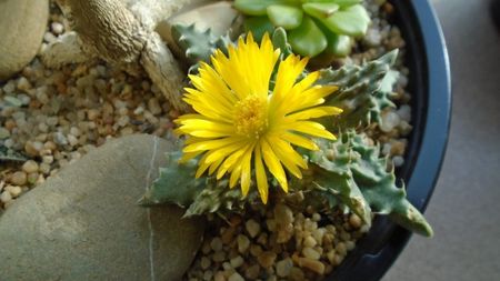 Faucaria tigrina