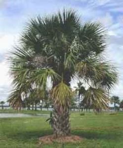 palmier sabal minor; floria 
-20grade rezista
