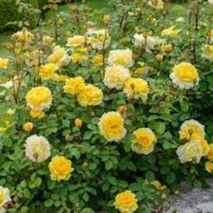 the poets wife rose; English Rose - bred by David Austin
Growth TypeShrub Rose
Sub TypeEnglish Old Rose Hybrid
ColourRich yellow
Fragrance StrengthStrong
FloweringRepeat Flowering
Disease ResistanceGood
Height110cm
Width1
