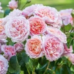eustacia_vye rose; English Rose - bred by David Austin
Growth TypeShrub Rose
ColourLight apricot pink
Fragrance StrengthStrong
FloweringRepeat Flowering
Height125cm
Width90cm(gradina bijoux)
