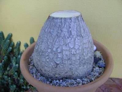 Beaucarnea recurvata