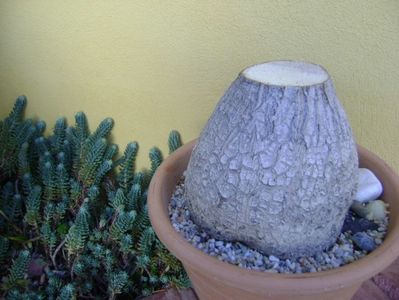 Beaucarnea recurvata