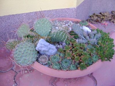 Cactusi  & suculente winter-hardy