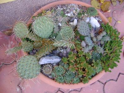 Cactusi  & suculente winter-hardy