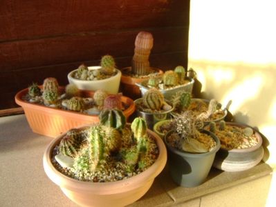 Cactusi winter-hardy: echinocereus, austrocactus, escobaria
