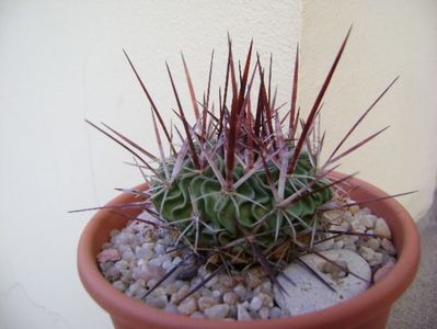 Echinofossulocactus (Stenocactus) multicostatus; replantat in 12 nov. 2019
