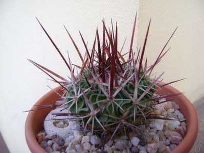 Echinofossulocactus (Stenocactus) multicostatus; replantat in 12 nov. 2019
