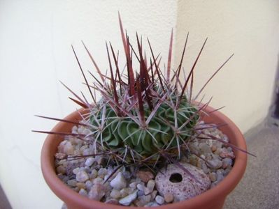 Echinofossulocactus (Stenocactus) multicostatus; replantat in 12 nov. 2019
