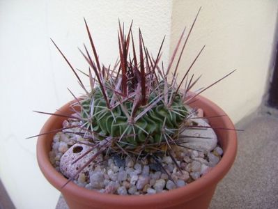 Echinofossulocactus (Stenocactus) multicostatus; replantat in 12 nov. 2019
