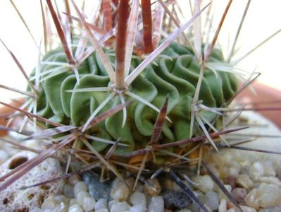 Echinofossulocactus (Stenocactus) multicostatus , detaliu; replantat in 12 nov. 2019
