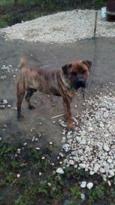 Presa Canario