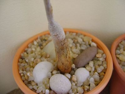 Ficus burkei (Namibia)