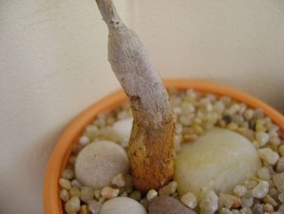 Ficus burkei (Namibia)