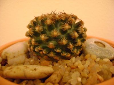 Pediocactus knowltonii