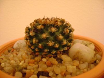 Pediocactus knowltonii