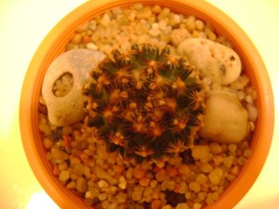 Pediocactus knowltonii