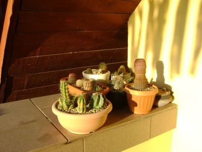 Locul de iernare pentru cactusii winter-hardy; Echinocereus, Pediocacus, Escobaria, Oroya, Austrocactus
