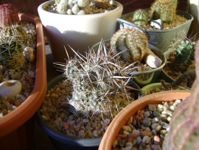 Locul de iernare pentru cactusii winter-hardy; Echinocereus, Pediocacus, Escobaria, Oroya, Austrocactus
